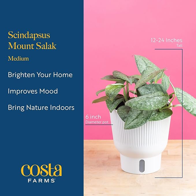 Costa Farms Scindapsus Mount Salak Live Plant, Climbing Trailing Indoor Houseplant | 12-Inches Tall | Trending Tropicals Collection | Self-Watering Pot | Easy Grow Plant for Home, Room Decor