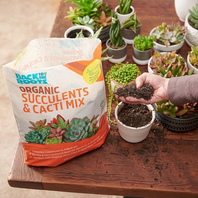 Back to The Roots 100% Organic Succulent & Cacti Mix (6 Quart) | Made in The USA | Premium Nutrition for Indoor and Outdoor Plants