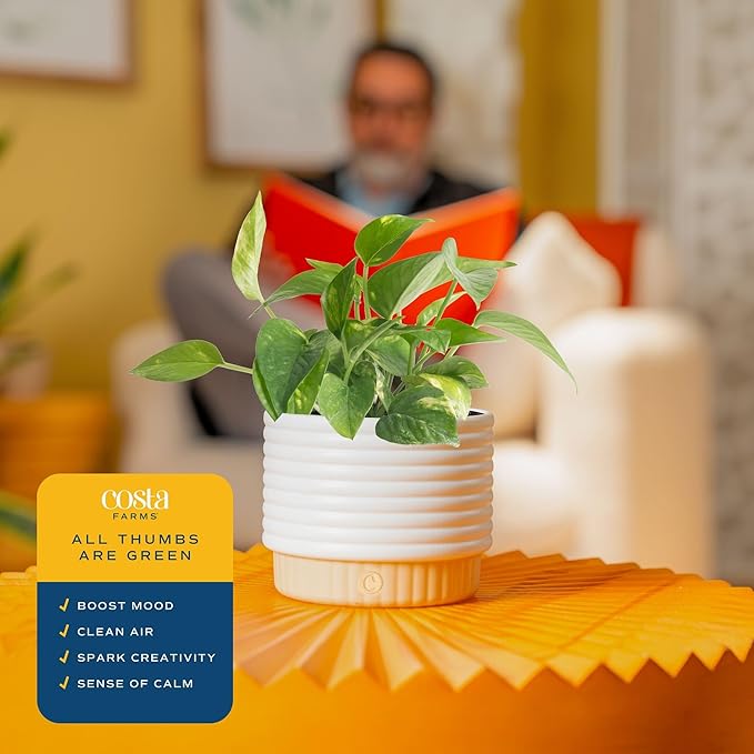 Costa Farms Live Indoor Plant Bundle in Decorative Pots, Easy to Maintain, Air Purifying Indoor Houseplants, Assorted Varieties, Room or Office Decor, House Warming Gift, 8-12 Inches Tall, Pack of 2