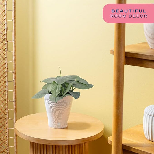 Costa Farms Scindapsus Platinum Java Live Plant, Climbing Trailing Indoor Houseplant | 12-Inches Tall | Trending Tropicals Collection | Self-Watering Pot | Easy Grow Plant for Home, Room Decor