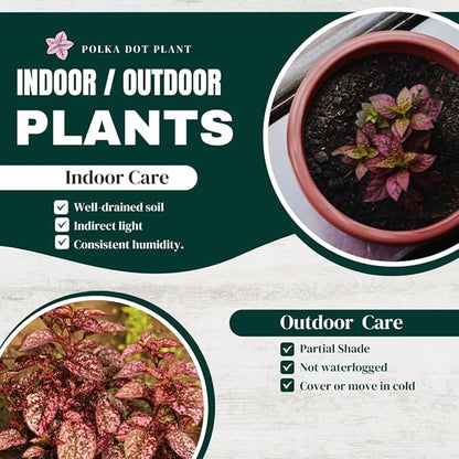 Polka Dot Plant (4-Pack) - Live Houseplants, Small Indoor Plants, Hypoestes Rose - Colorful, Air-Purifying House Plants