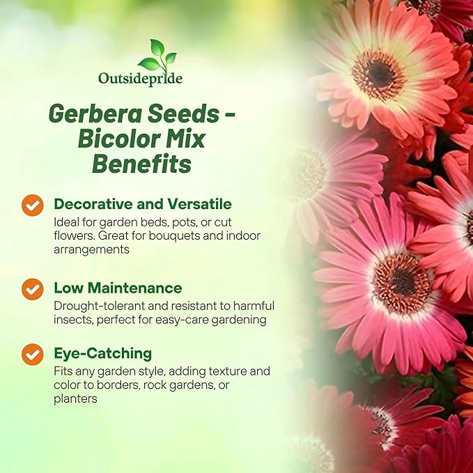 Outsidepride Bicolor Mix Gerbera Seeds - 10 Pcs Perennial, Compact & Low Maintenance, Flower Seeds for Planting w/Vibrant Mixed Blooms, Ideal for Garden Landscaping & Cut Flower Arrangements