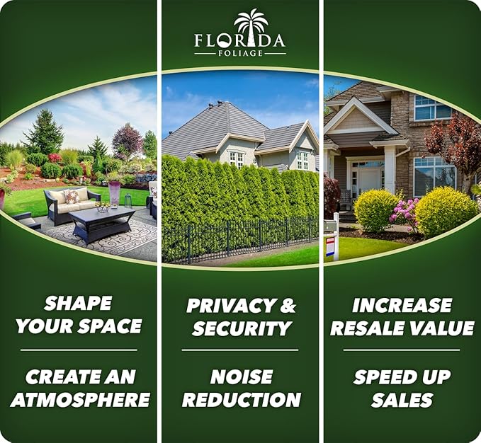 Daisy African Plants | 10 Live Seedlings | Gamolepis chrysanthemoides | Flowering Accent | Sun Loving Garden Variety