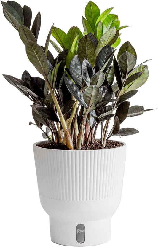 Costa Farms Raven ZZ Plant, Easy Care Indoor Houseplant, Ships in Modern White Decor Planter with Soil, Perfect Room Decor for Tabletop, Shelf, or Desk, Trending Tropicals Collection, 10-Inches Tall