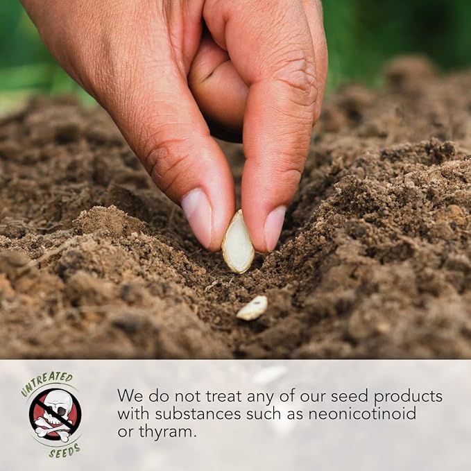 Seed Needs, Butterhead Lettuce Seeds for Planting (5 Lettuce Variety Pack/Seed Collection) Heirloom, Non-GMO & Untreated - Great for Hydroponics