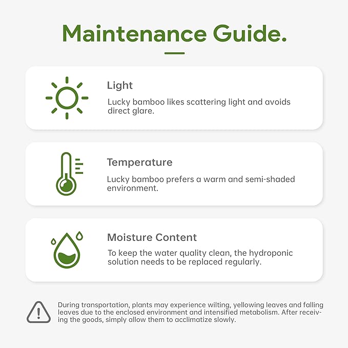 3 Stalks Lucky Bamboo Plants Indoor Live - Multi-Height Set (2x4 & 1x6) for Good Luck & Prosperity - Easy Care Houseplant, Home Office Decor Gift Ready