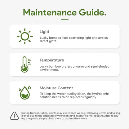 3 Stalks Lucky Bamboo Plants Indoor Live - Multi-Height Set (2x4 & 1x6) for Good Luck & Prosperity - Easy Care Houseplant, Home Office Decor Gift Ready
