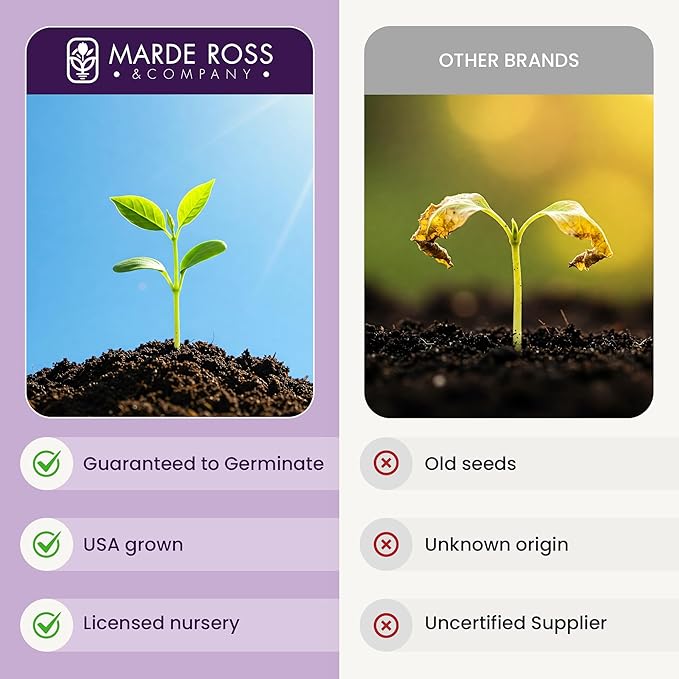 Red Flanders Poppy Seeds for Planting - 50,000+ Fresh Flower Seeds - Grown in The USA - Spring Blooming Wildflower