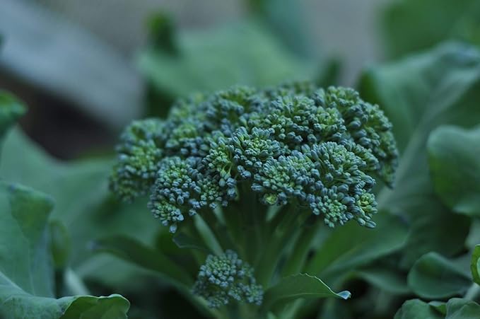 Di Ciccio Broccoli - 25 Count Seed Pack - Non-GMO - Produces Earthy, Sweet, and mild Flavors with a Continuous Harvest. - Country Creek LLC