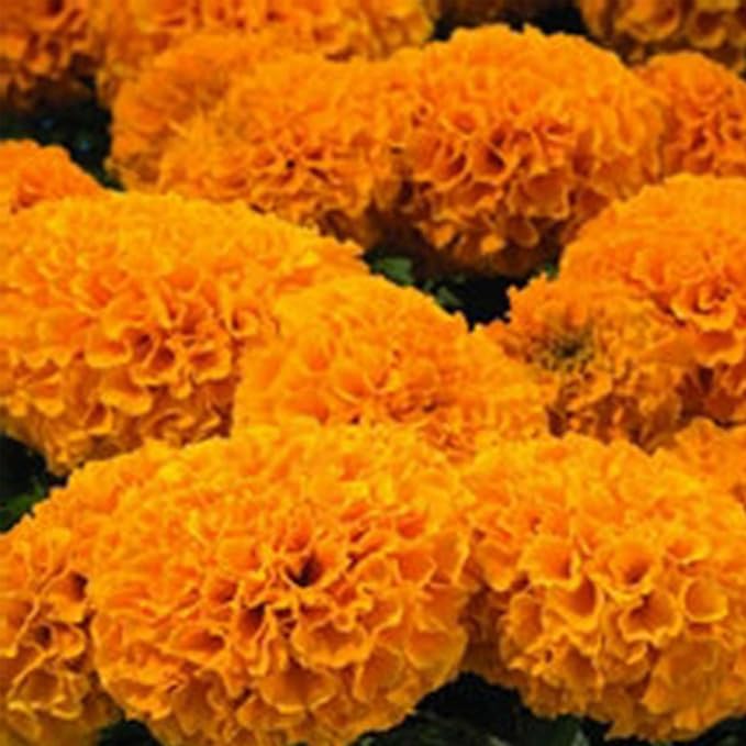 African Marigold Flower Garden Seeds - Discovery Series F1 - Orange - 100 Seeds - Annual Flower Gardening Seed - Tagetes erecta