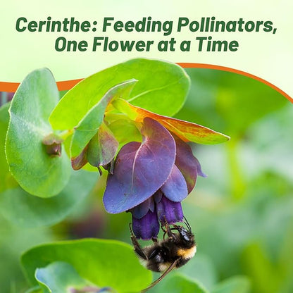 Outsidepride Cerinthe Major Honeywort Seeds - 100 Pcs. Annual, Self-Sowing & Easy to Grow, Flower Seeds for Planting, Vibrant Purple-Blue Tube-Like Blooms for Garden Beds, Borders & Container Displays