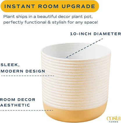 Costa Farms Fiddle Leaf Fig, Live Indoor Plant Ficus Lyrata in Modern Plant Pot, Air Purifying Live Houseplant, Housewarming Gift, Birthday, Room, Home and Office Decor, 2-3 Feet Tall