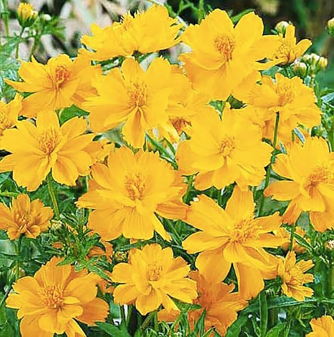 Tall Yellow Sulphur Cosmos Seeds - Good Results in All Zones - 4 Feet Tall