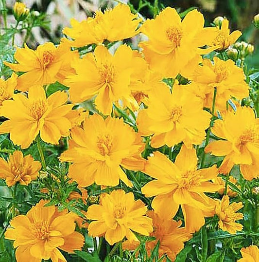 Tall Yellow Sulphur Cosmos Seeds - Good Results in All Zones - 4 Feet Tall