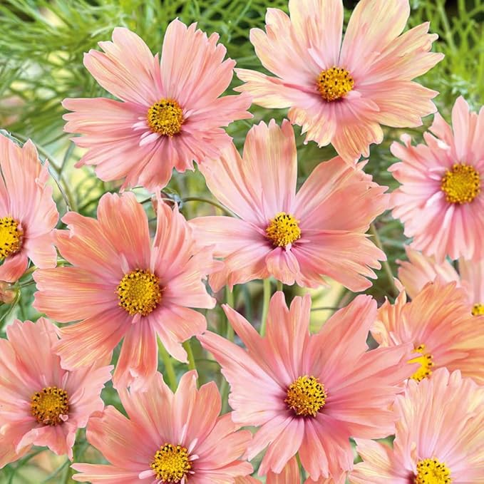 2000+ Mixed Cosmos Seeds for Planting-Cosmos Flower Seeds- Bright Lights Perennial Flower Seed for Outdoor Garden