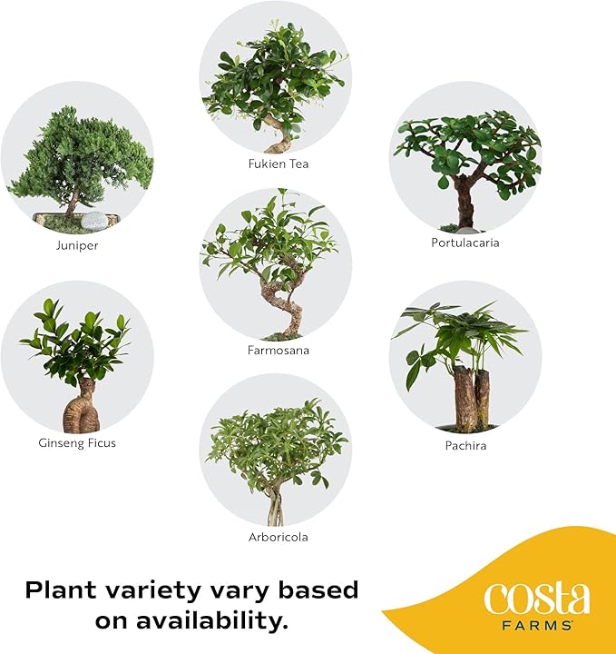 Costa Farms DIY Live Bonsai Tree Kit - Includes Bonsai Tools, Potting Soil Mix, Plant Pot - 10-Inches Tall