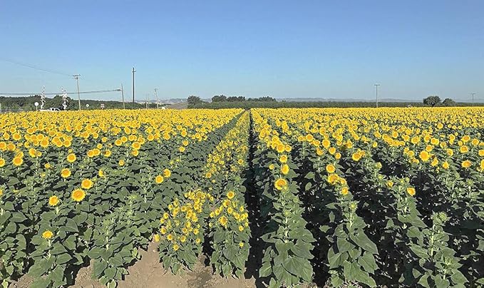 Organic Sunflower Seeds-Kernels-Hulled Raw non-GMO Unsalted Keto Vegan (2lb)