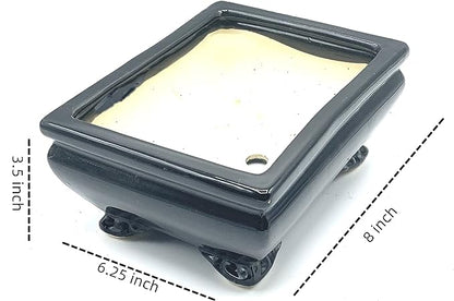 Live Dwarf Juniper Bonsai Tree | Indoor/Outdoor | 100% Handcrafted| Home and Office Décor | Best Gift for Holiday (L)