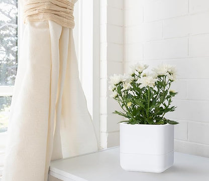 Phoenix Vine 6.5-Inch Wall Mounted Self-Watering Planter Pot for Indoor Houseplants and Herbs | Modern Hanging Planter for Window Sills, Bathroom Walls, Home & Office Décor, White, Set of 1, 01-WP-W-1