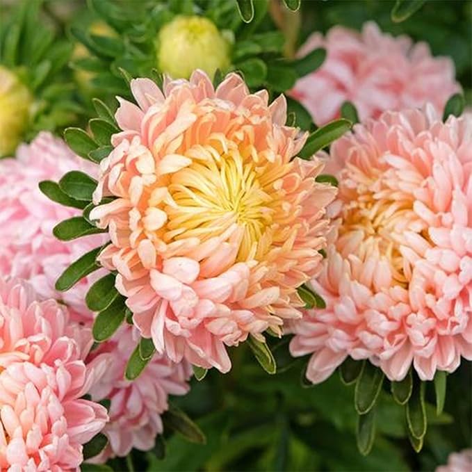 1000pcs Mixed Color Chrysanthemum Seeds for Planting, Non-GMO Tanacetum Chrysanthemum Morifolium Perennial Wildflower Seeds, Heirloom Rare Garden Flowers in Outdoors Indoors