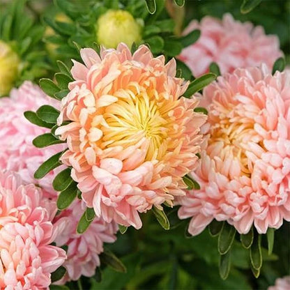 1000pcs Mixed Color Chrysanthemum Seeds for Planting, Non-GMO Tanacetum Chrysanthemum Morifolium Perennial Wildflower Seeds, Heirloom Rare Garden Flowers in Outdoors Indoors