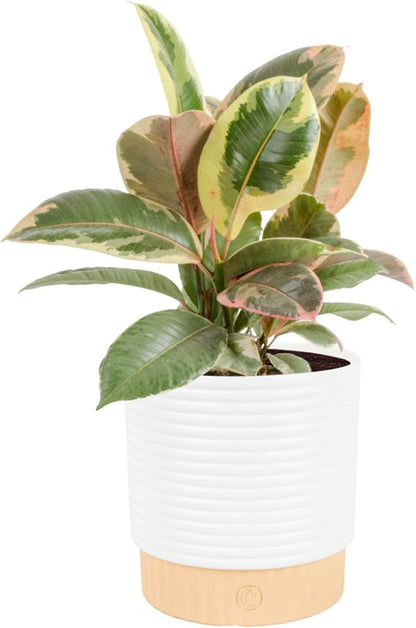 Costa Farms Ficus Tineke Live Plant in Decorative Pot, Indoor Houseplant, Perfect for Home, Room, or Office Decor, Great House Warming or Birthday Gift, 12-18 Inches Tall