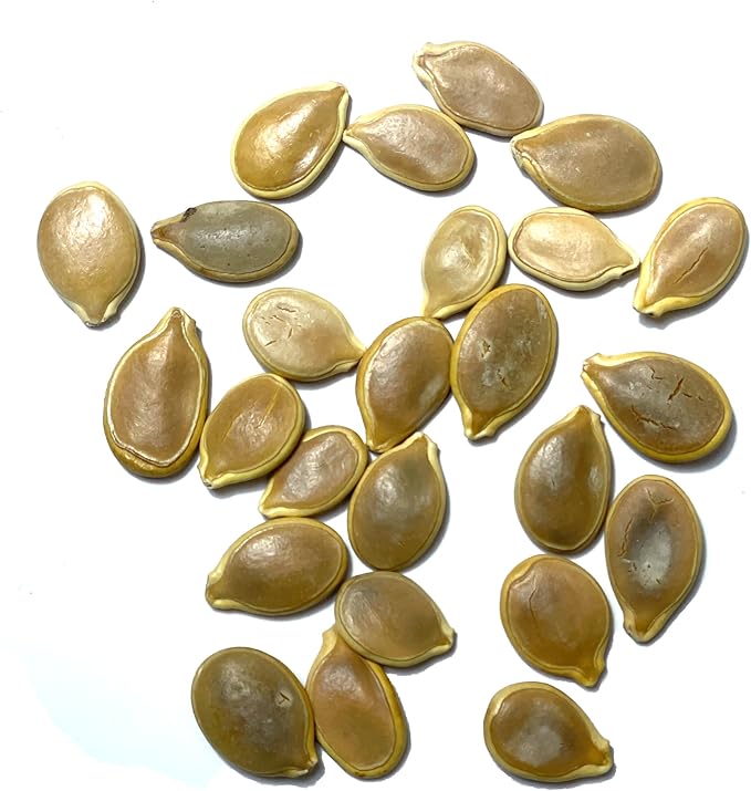 Seed Needs Pumpkin Seeds for Planting Blue Jarrahdale Pumpkins - Non-GMO Heirloom & Untreated Cucurbita Maxima Seed to Plant an Outdoor Home Grown Vegetable Garden (1 Pack)