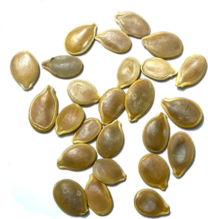 Seed Needs Pumpkin Seeds for Planting Blue Jarrahdale Pumpkins - Non-GMO Heirloom & Untreated Cucurbita Maxima Seed to Plant an Outdoor Home Grown Vegetable Garden (1 Pack)