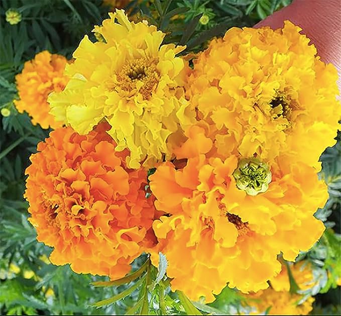 Crackerjack Marigold Mix Seeds - Good Addition to Vegetable Gardens - 1100 Seeds