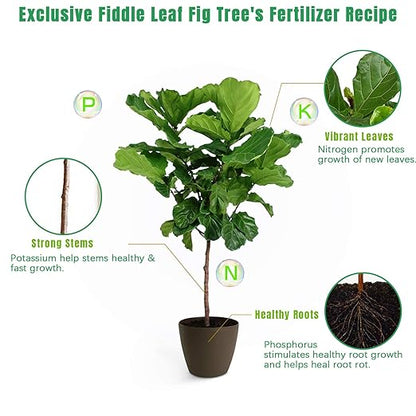Fiddle Leaf Fig Tree Plant Food 21 oz,Liquid Houseplant Fertilizer with 3-1-2 NPK Ration for Healthy Roots,Stems and Leaves