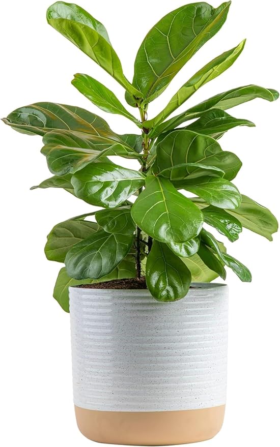 Costa Farms Fiddle Leaf Fig, Live Indoor Plant Ficus Lyrata in Modern Plant Pot, Air Purifying Live Houseplant, Housewarming Gift, Birthday, Room, Home and Office Decor, 2-3 Feet Tall