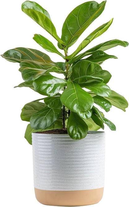 Costa Farms Fiddle Leaf Fig, Live Indoor Plant Ficus Lyrata in Modern Plant Pot, Air Purifying Live Houseplant, Housewarming Gift, Birthday, Room, Home and Office Decor, 2-3 Feet Tall