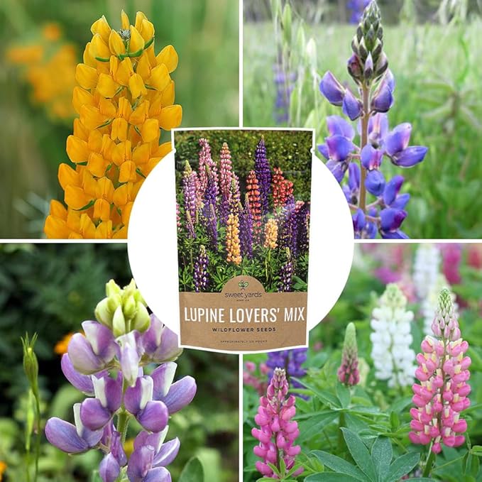 Bulk Lupine Mix Wildflower Seeds 1/4 Pound Bag - Over 4,500 Untreated Annual and Perennial Mixed Lupine Flower Seeds