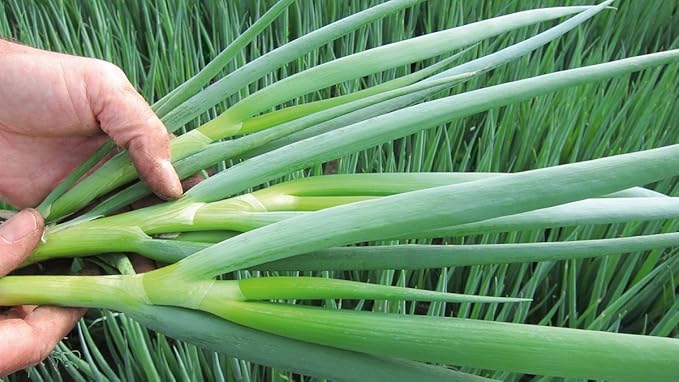 Seeds Welsh Onion Piero Green (Allium fistulosum) Vegetable for Planting Giant Non GMO 300 Seeds