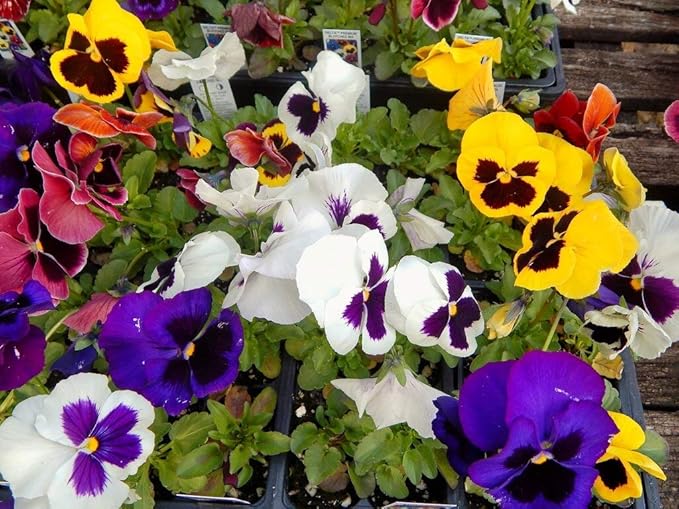 Seeds Viola Swiss Mix - Perennial Flowers for Planting - GMO Free