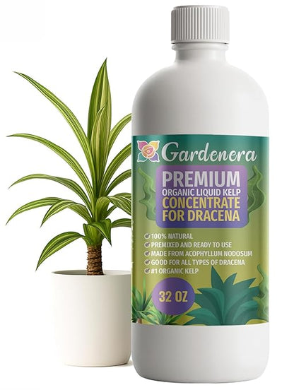 GARDENERA Premium Organic Seaweed & Kelp Superfood for Dracaena Plants - 32 oz - Liquid Kelp Fertilizer Concentrate (Makes 180 Gallons)