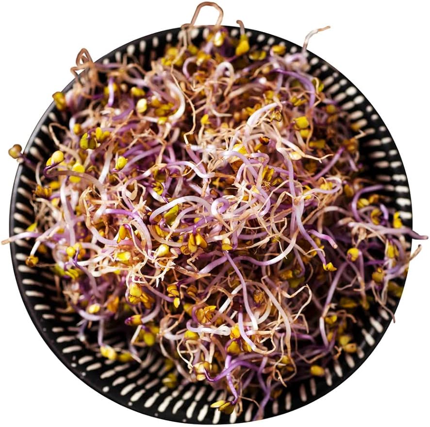 Todd's Seeds Red Russian Kale Seed - 1 Pound