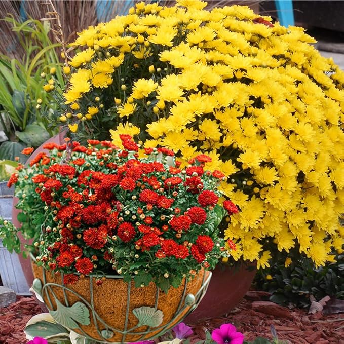 2PCS Hanging Basket Liners Coco Liner 24 Inch Round Coconut Coir Basket for Plants Replacement for Hanging Basket 100% Natural Coconut Fiber Plant Basket Liner for Garden Planter Flower Pot