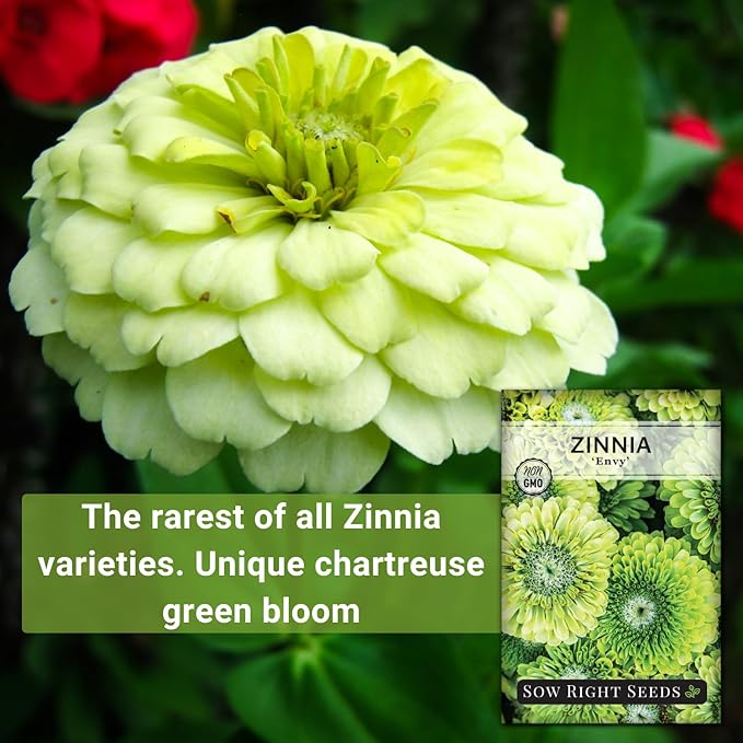Sow Right Seeds - Zinnia Envy Flower Seeds for Planting - Beautiful Flowers to Plant in Your Garden - Non-GMO Heirloom Seeds - Chartreuse Green Variety - Attract Pollinators - Giant Cut Flower (2)
