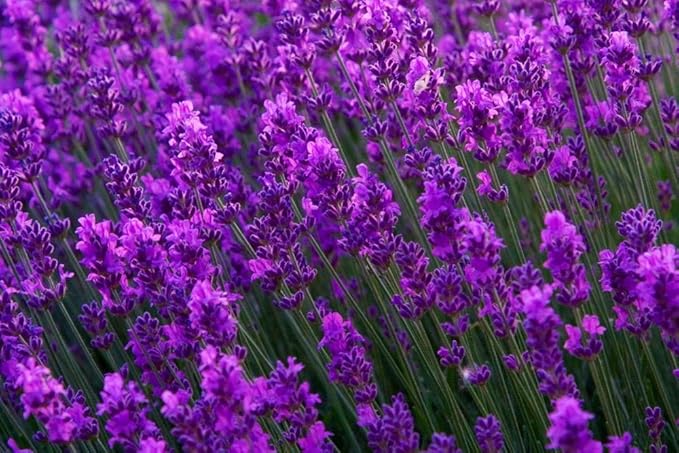 Lavender Provance 100+ Non-GMO Seeds Herb & Flower Garden