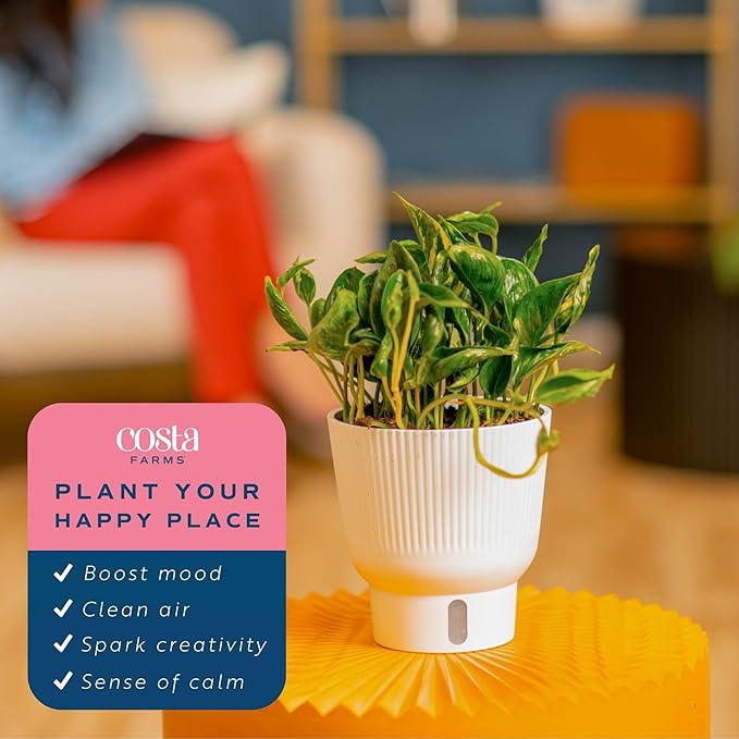 Costa Farms Pothos Shangri-La Live Plant, Climbing Trailing Indoor Houseplant | 12-Inches Tall | Trending Tropicals Collection | Self-Watering Pot | Easy Grow Plant for Home, Room Decor