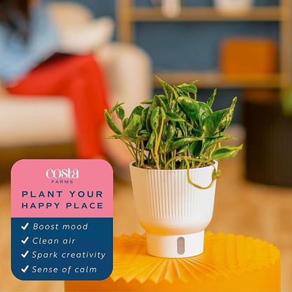 Costa Farms Pothos Shangri-La Live Plant, Climbing Trailing Indoor Houseplant | 12-Inches Tall | Trending Tropicals Collection | Self-Watering Pot | Easy Grow Plant for Home, Room Decor