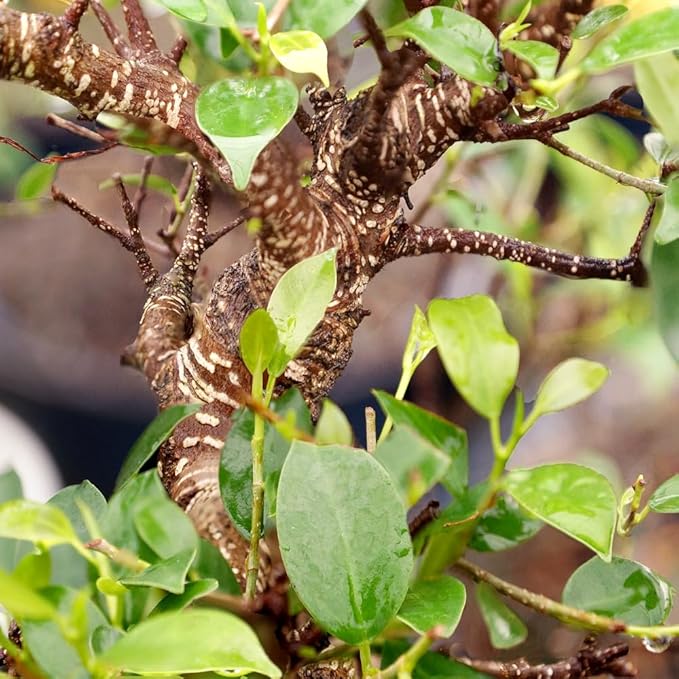 Brussel's Bonsai Live Golden Gate Ficus Indoor Bonsai Tree - Large, 10 Years, 16 to 20 In - Live Bonsai Tree in Ceramic Bonsai Pot