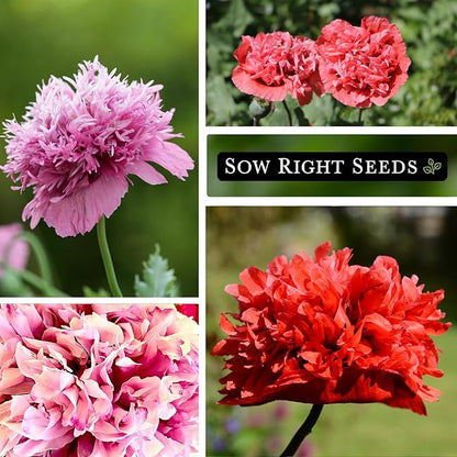 Sow Right Seeds - Mixed Peony Poppy Seeds for Planting - Non-GMO Heirloom Annual Poppies for Flower Garden - Vibrant Peony Blooms - Easy to Grow Flower Variety for Gardens, Borders (1)