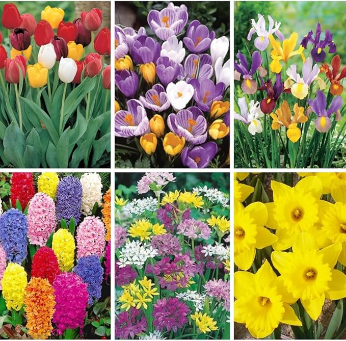 30 Mix Flower Bulbs, Assorted Bulbs for Planting, Mixed Tulips, Daffodils, Hyacinths, Allium & Iris - Colorful Hardy Perennial Flower Bulb Bulk for Spring Blooms, Fall Planting in Gardens, Borders