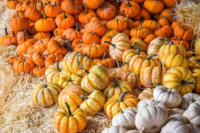 Park Seed Mini Harvest Blend Pumpkin Seeds, Miniature Pumpkin Seeds, Pack of 25 Seeds