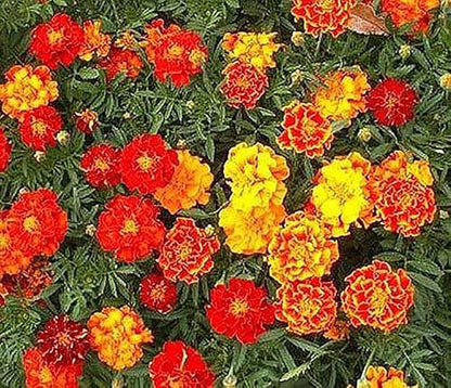 10,000+ Seeds of French Marigold Sparky Mix Seeds - Large One Ounce Bag - Good Addition to Vegetable Gardens