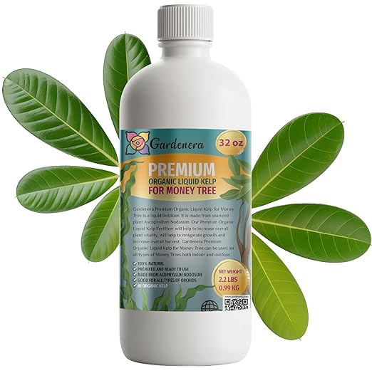 GARDENERA Premium Organic Seaweed & Kelp Superfood for Money Tree Plants - 32 oz - Liquid Kelp Fertilizer Concentrate (Makes 180 Gallons)