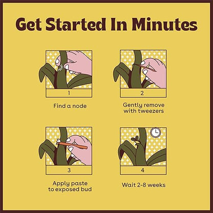 Keiki Paste for Plants to Clone & Create New Growth - 2X The Paste - Rapid Start Cloning Gel for House Plants - Keiki Cloning Paste for Plants- Nutrient Rich Plant Growth Gel - 0.5oz