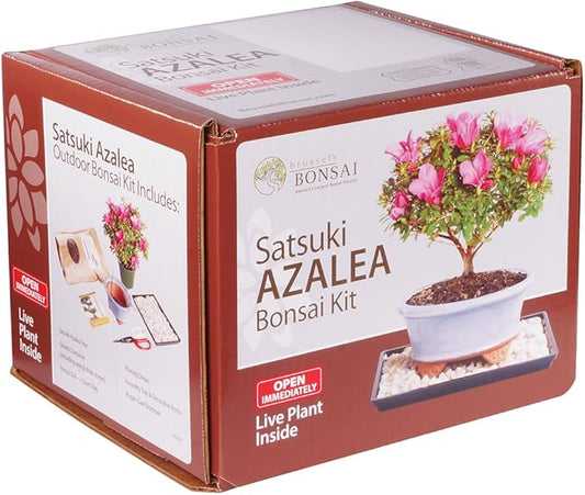 Brussel's Bonsai Live Satsuki Azalea Bonsai Outdoor Tree Gift Bundle - Medium Azalea Tree - Bonsai Kit with Bonsai Pot, Soil, and Bonsai Tray
